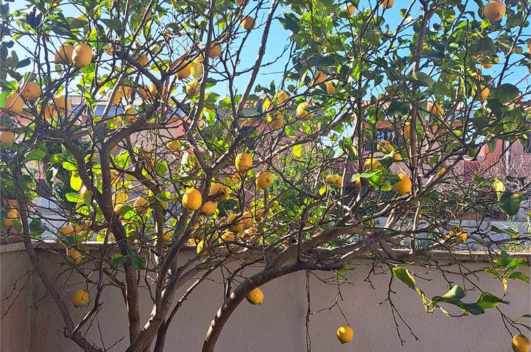 Giardino piastrellato retro