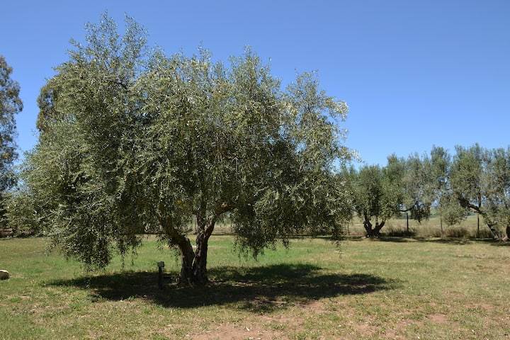 Terreno che circonda il casale 